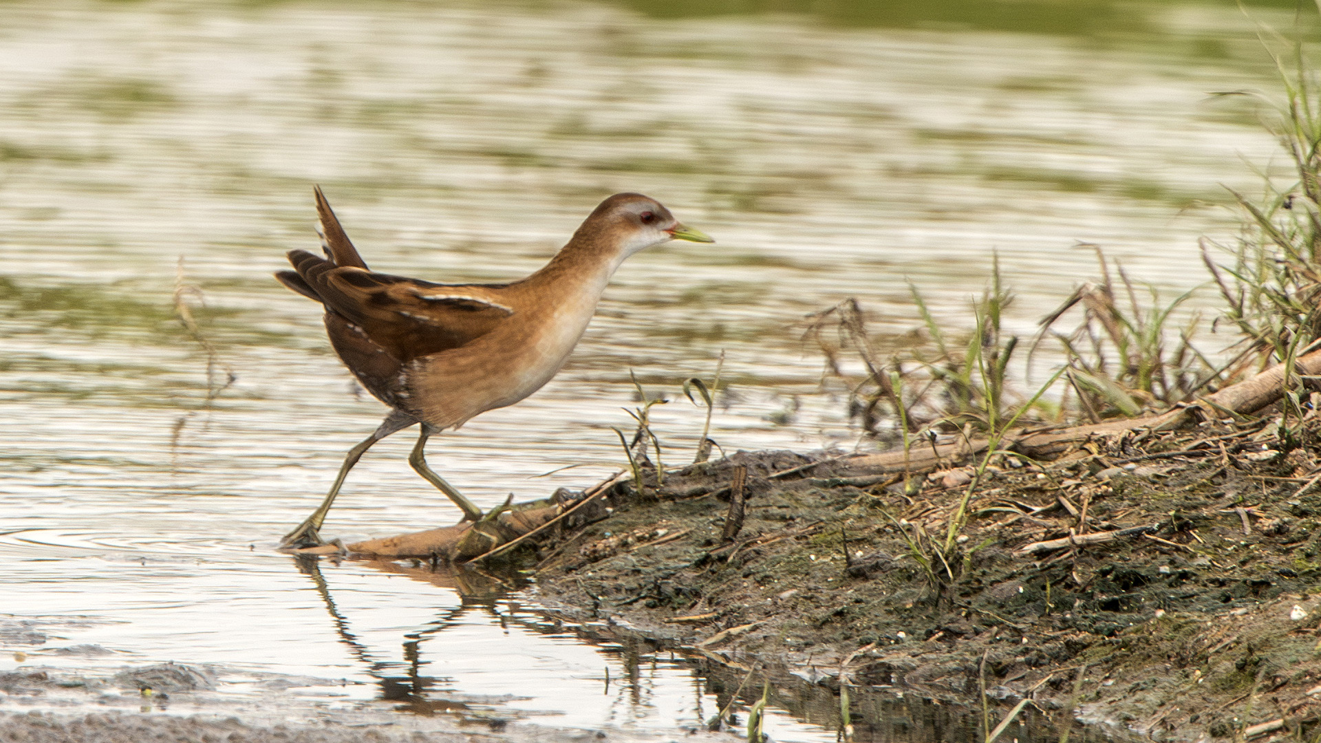 Little Crake